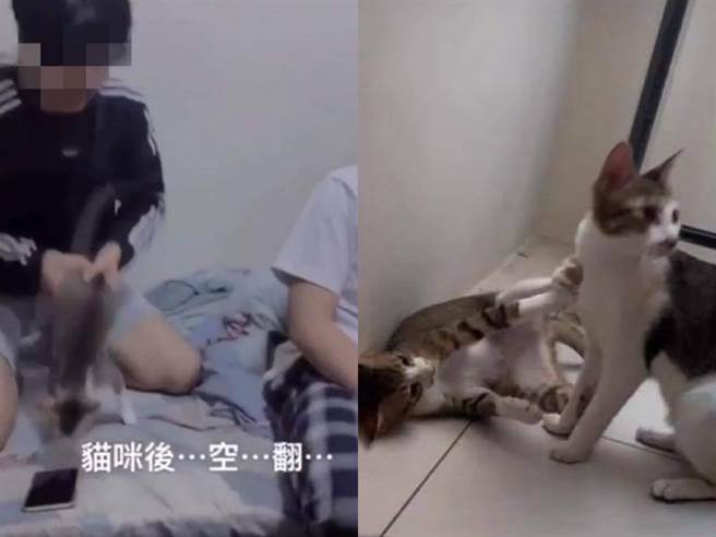 虐猫学生原本与「新竹市浪爱传递猫狗tnvr协会」讨论好，会将猫咪母女交出来，没想到如今却反悔了(图翻摄自/新竹市浪爱传递猫狗tnvr协会理事长邵柏虎脸书)