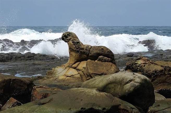 基隆鸟会撰写「海豹岩及八斗子渔村守护计画」，获得第5届绿奖肯定。（基隆鸟会提供／陈彩玲基隆传真）