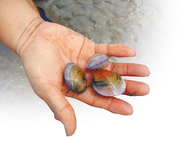 俗稱赤嘴的環文蛤在香山溼地非常常見，也容易挖取。（邱立雅攝）