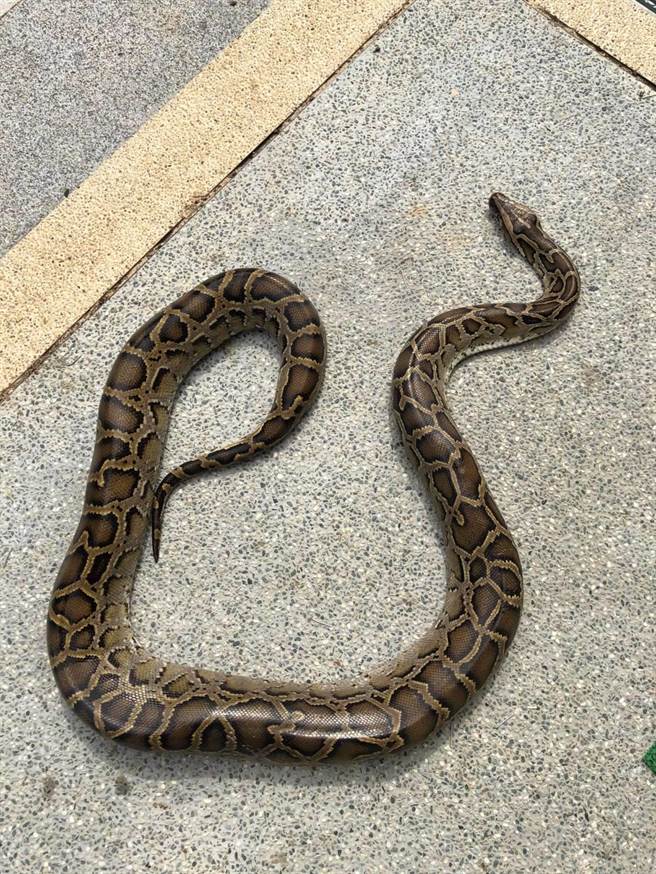 金门白龙潭旁路边今（2）日发现1条2.5公尺长的缅甸蟒，疑遭车辆辗压重伤致死。（县府农林科提供）