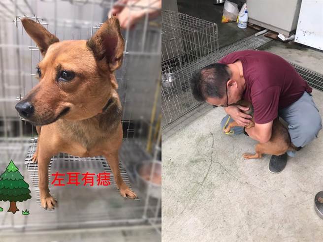 小黃狗被嚇到掙脫項圈落跑，最終靠著一顆痣重回主人身邊(圖/新北市動保處提供)