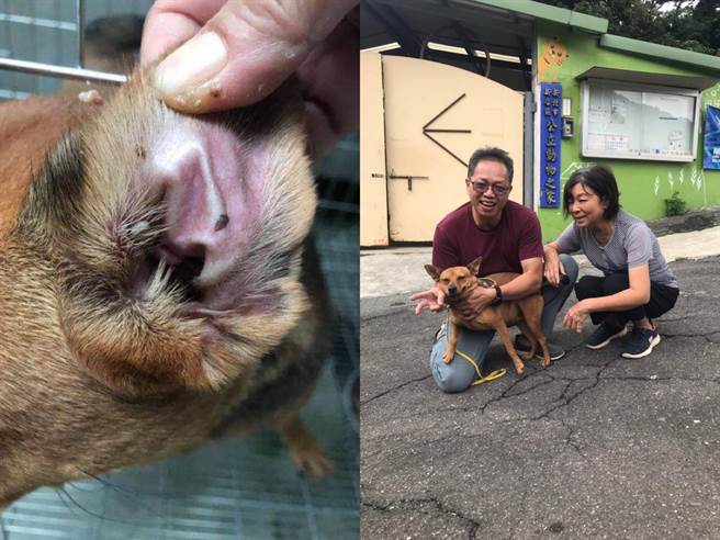 小黃狗看到主人後非常開心，還鑽到主人的懷中討抱抱(圖/新北市動保處提供)