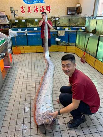 台東連2震  宜蘭驚現「巨型地震魚」近5公尺長