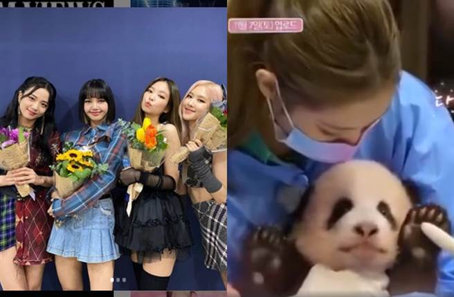 BLACKPINK疑帶妝沒戴帽子碰熊貓。（圖／翻攝自BLACKPINKOFFICIAL IG；翻攝自秒拍）