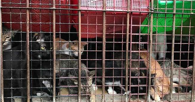 盛珊珊位于台中的猫园，不到20坪的空间中，挤了近百只流浪猫。（图／读者提供）