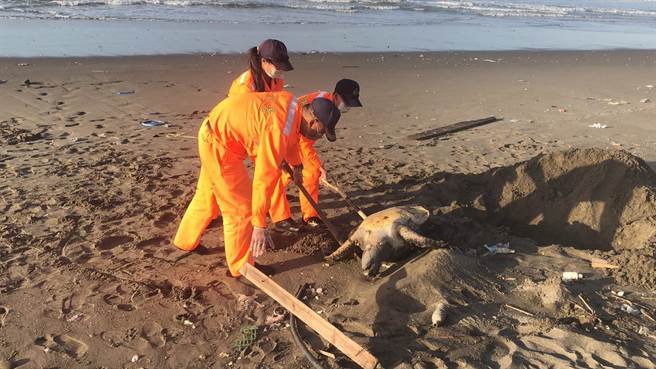 海巡署外埔安檢所人員在外埔漁港北堤外沙灘發現一隻死亡綠蠵龜。（海巡署第3岸巡隊提供／謝明俊苗栗傳真）