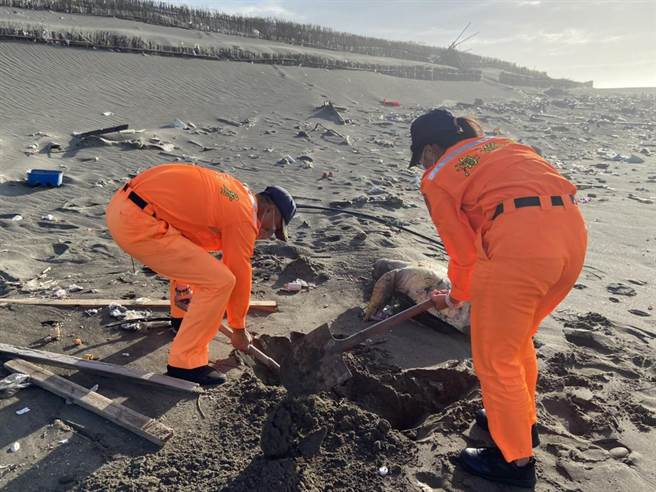 海巡署外埔安檢所人員在外埔漁港北堤外沙灘發現一隻死亡綠蠵龜，就地掩埋安葬。（海巡署第3岸巡隊提供／謝明俊苗栗傳真）