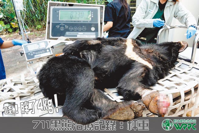 台湾黑熊经特有生物保育研究中心野生动物急救站照养1个多月，体重增加4公斤。（特生中心野生动物急救站提供／王文吉台中传真）