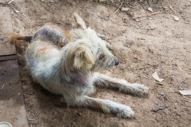 爱犬忘在休息站 26天后门口有动静 全家一看秒泪崩(示意图／达志影像)