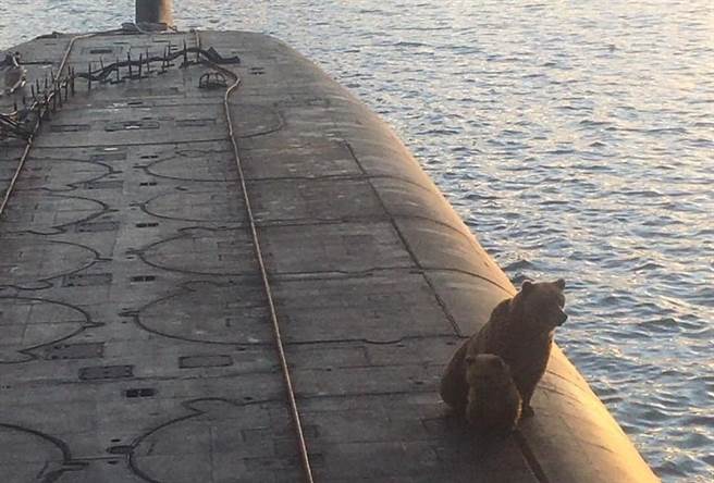 爬上俄国潜舰的棕熊，随后遭射杀。(图/pikabu)