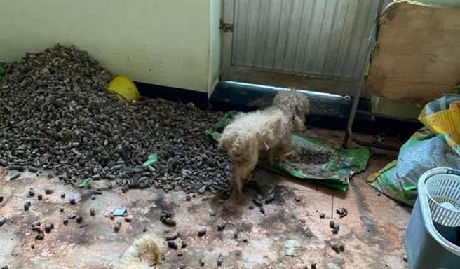 新竹市浪爱传递猫狗TNVR协会在脸书揭露民眾恶意弃养贵宾狗，画面可见狗屎久未清理，已堆成一座小山丘。（脸书社团《新竹人大小事》／苏育宣翻摄）