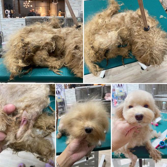 遭弃养的贵宾狗身上们多处打结且散发恶臭，经救援后一个个都露出可爱的天使模样。（脸书社团《新竹人大小事》／苏育宣翻摄）
