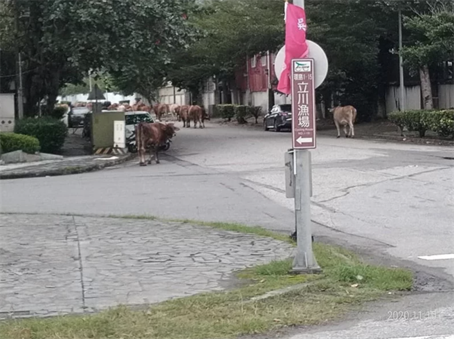 今天約有30隻牛現身在花蓮光華工業區，被民眾拍下笑稱是牛集體出巡「逛大街」。（羅亦晽翻攝臉書社團「花蓮543」）