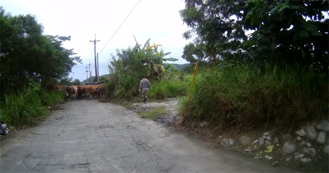 警方獲報後，立刻通知飼主將牛隻驅離主要道路，並依序牽回牧場。（吉安警分局提供／羅亦晽花蓮傳真）