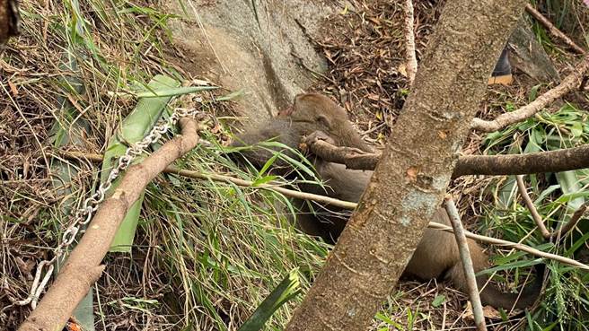 民眾在台东县南迴公路，发现1只台湾猕猴受困捕兽夹，不断挣扎哀嚎，民眾赶紧通报林管处大武工作站。（温姓民眾提供／蔡旻妤台东传真）