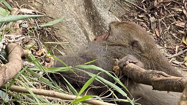 民眾在台东县南迴公路，发现1只台湾猕猴受困捕兽夹，不断挣扎哀嚎，民眾赶紧通报林管处大武工作站。（温姓民眾提供／蔡旻妤台东传真）