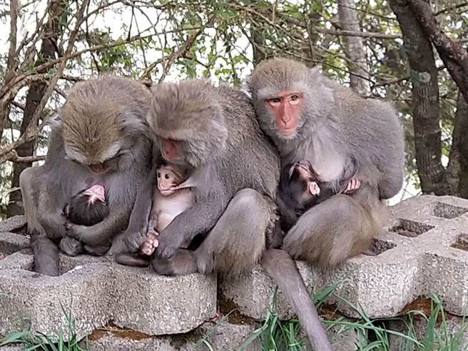 大手牵小手兼顾经济与生态，与猕猴共存当好厝边。（玉管处提供／吴芳珍摄／廖志晃南投传真）