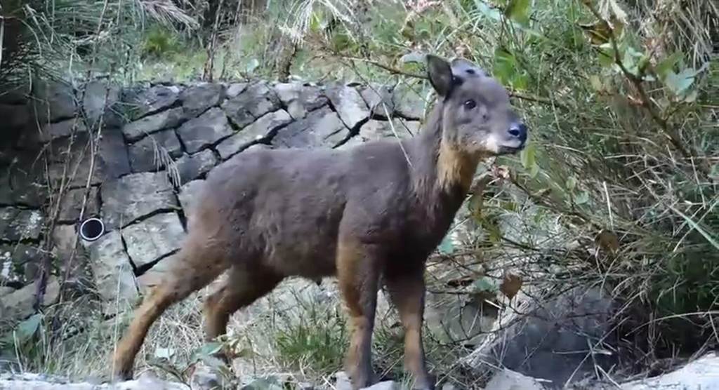 長鬃山羊 山羌現身塔塔加登山口 寶島 中時