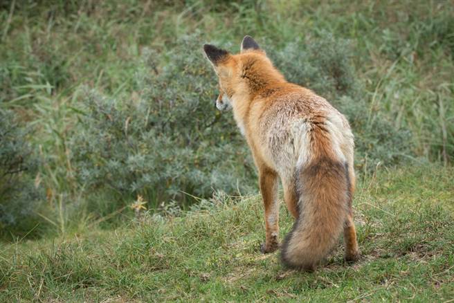 毛孩氣噗噗鑽主人懷裡發脾氣 轉頭網驚覺身分不簡單(示意圖／達志影像)

