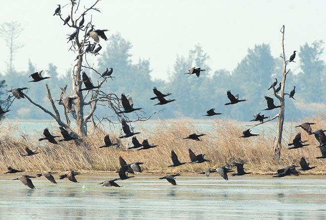 金门最主要的冬候鸟鸬鹚，目前估计已有近800只来访。（李金生摄）