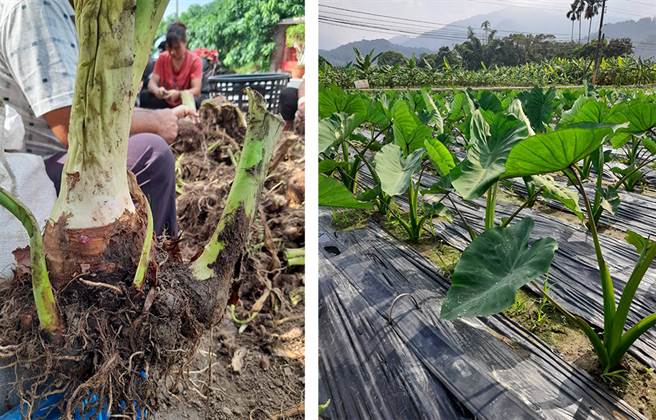 甲仙地区种植的芋头属于槟榔心芋，以口感松软香Q为特色。(照片提供/李新福)