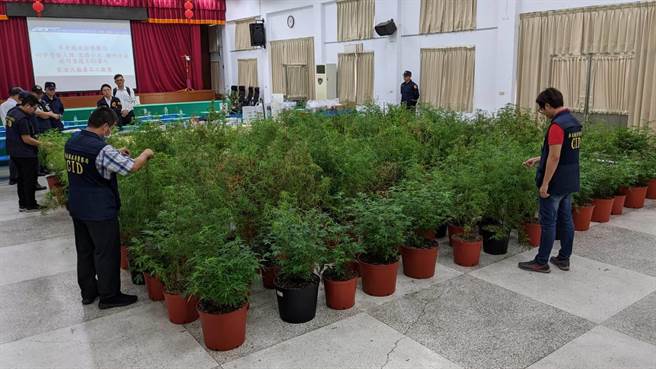 屏東警方在竹田鄉一處農舍，查獲大麻種植製造工廠，起出524株大麻植株及成品，市價超過2億元。（潘建志攝）