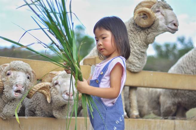 幼童手上被套塑胶袋再喂羊，没想到下一秒被羊扯到吃下肚(示意图/达志影像)