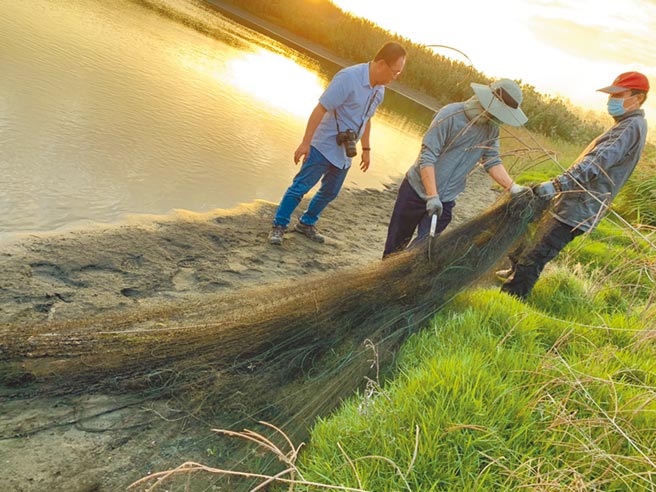 麦子簝文化协会与第四河川局接获通报后前往将鸟网拆除，现场发现数10只野鸟受伤死亡。（麦子簝文化协会提供／周书圣云林传真）