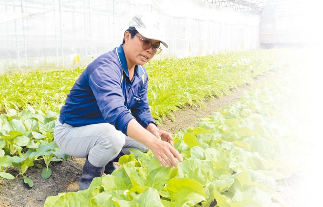 香水人生變汗水有機女農感恩 地方新聞 中國時報