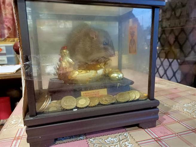 一只家鼠竟从空隙钻入用来招财的金鸡母盒中，并趴在金鸡母上左右查探，模样相当呆萌。(摘自爆废1公社)