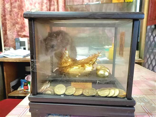 有网友见这只老鼠不但模样可爱，更难得跑进钱仓，建议原PO直接收编。(摘自爆废1公社)