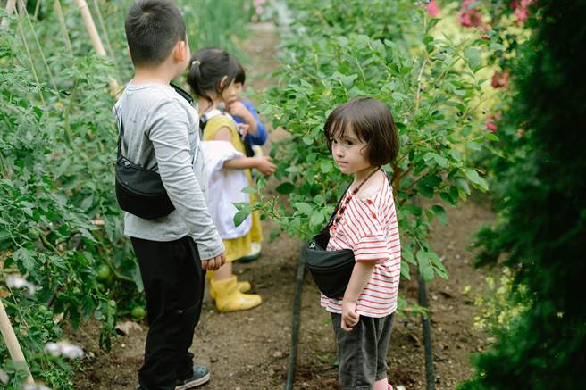《小森林》 孩子们的採蓝莓初体验。(图／中天娱乐台提供)
