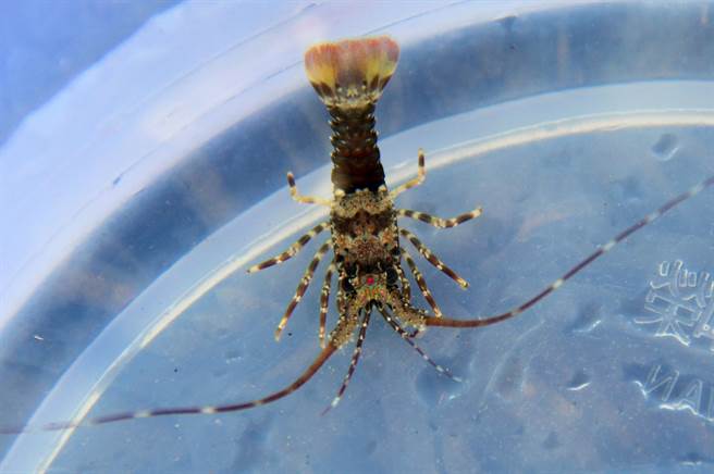 水试所东部中心突破养殖技术瓶颈，今天放流的龙虾苗已有3公分大。（庄哲权摄）