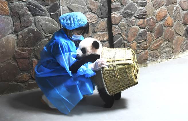 貓熊寶寶和保育員的感情非常要好(圖/中新社)