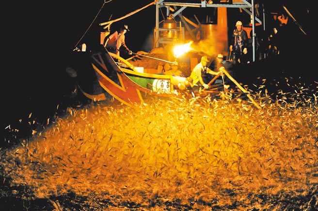 金山传统渔法「蹦火仔」作业，吸引大批青鳞鱼跃出水面，画面令人震撼。（新北市农业局提供）