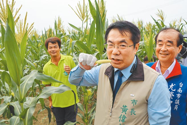 台南市府推动无毒友善农耕，市长黄伟哲（中）15日在青农陈泰安（左）的带领下，体验採摘无毒农耕的玉米笋。（刘秀芬摄）