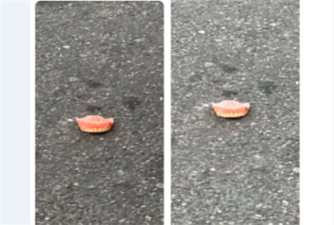 网友PO出一副疑似长辈不小心掉出的假牙，直接赤裸裸躺在马路上。(图/截自脸书「新·路上观察学院」)