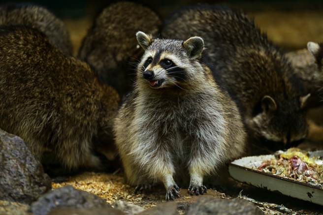 退休警察因亡妻的遺願，餵野生浣熊長達17年(示意圖/達志影像)