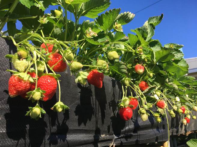 大湖草莓一期果搶先上市草莓路跑開放報名 寶島 中時
