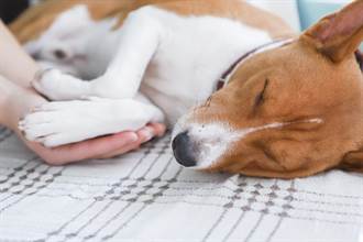 來不及奔回娘家忍痛視訊 愛犬苦撐見主人最後一面才斷氣