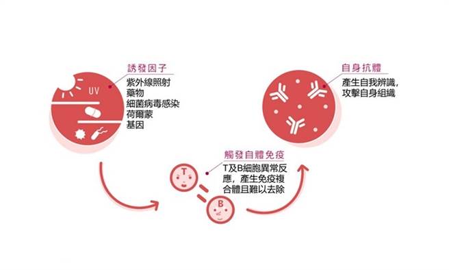 自体免疫疾病致病机转。(图片来源：蔡长佑教授/康健杂志提供）