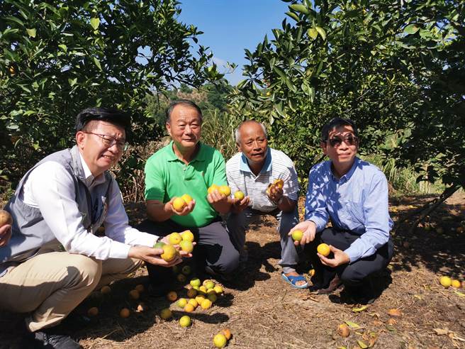 台南市官田区有农友柳丁异常大量掉果，立委郭国文（左一）邀台南农改场与台南市农业局、官田区公所、官田农会一同会勘。（刘秀芬摄）