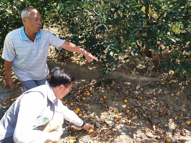 果农陈丁田（后）表示，他的柳丁园今年果实都萎缩、掉满地，无法採收。（刘秀芬摄）