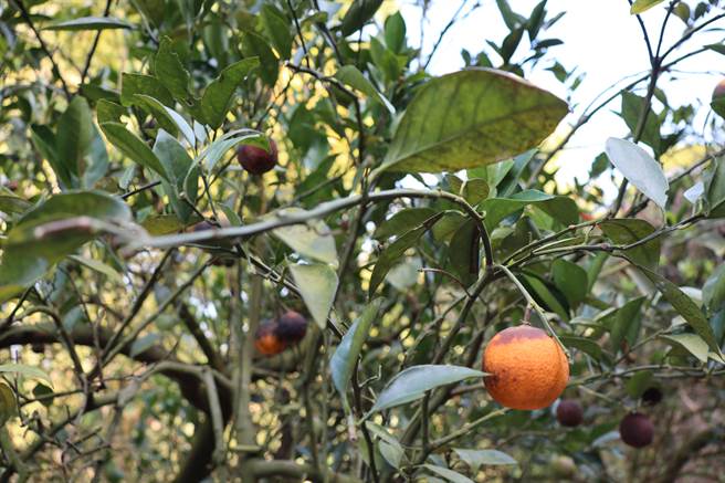 官田区多名农友柳丁园感染蒂腐病或是黄龙病。（刘秀芬摄）