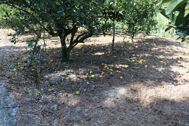 官田区多名农友柳丁园感染蒂腐病或是黄龙病。（刘秀芬摄）