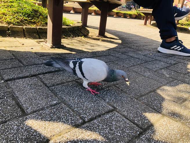 动物园百鸽伏地抢食，家长忧孩童成病毒温床，图可见禽鸟出没人群聚集处，并有学童喂食薯条。（吴康玮摄）