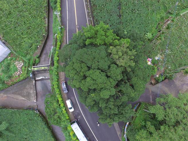 苗栗县政府落实树木健检作业，利用空拍健检卓兰镇苗58乡道的受保护树木，发现榕树树冠有3层顏色，由县府建檔追踪。（苗栗县政府提供／何冠娴苗栗传真）