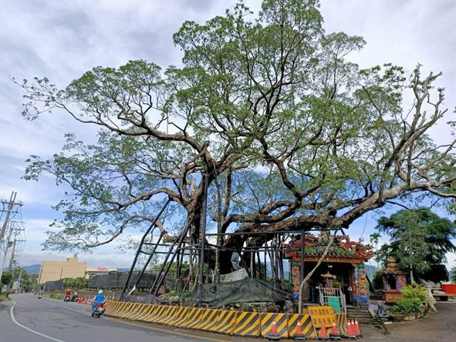 县府农业处维护受保护树木生长健康情形，定期进行树木健检作业，抢救老树并建檔追踪。（苗栗县政府提供／何冠娴苗栗传真）
