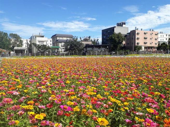 景觀綠肥立大功 龍潭向日花海美不勝收成遊客打卡景點 寶島 中時