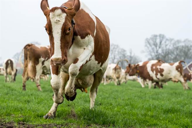 印度人趴地被200多頭牛當地墊踩 神秘目的曝光（示意圖／達志影像）